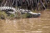 Miami Everglades Private Tour 4 hr thumbnail 5