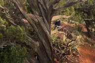 Sedona Vortex and Chakra Tour 2.5 hr thumbnail 4