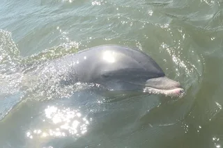 Marco Island Dolphin Tour