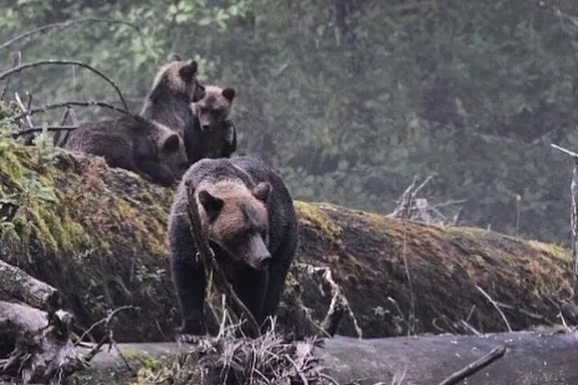 Ketchikan Wildlife and Historical Tour 2 hr - Image 2