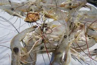 Hilton Head Shrimp Trawling Boat Tour thumbnail 3