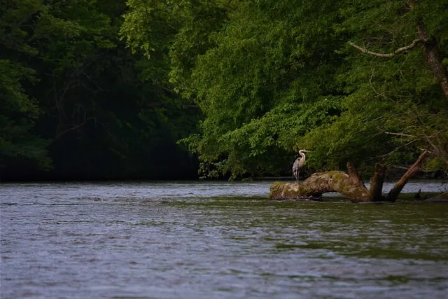 Asheville Self-Guided Kayaking by the Biltmore - Image 5