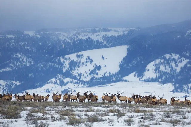 Jackson Hole Winter Wildlife Safari with Picnic Lunch - Image 5