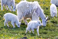 Yellowstone Wildlife Day Adventure thumbnail 6