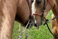 Miami Horse Photoshoot Experience thumbnail 6
