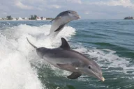 Fort Myers Beach Jet Ski Rental to Sanibel thumbnail 4
