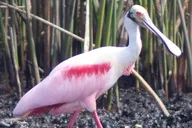 Everglades Small Group Boating and Walking Tour thumbnail 6