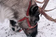 Fairbanks Reindeer Walk with Transportation 4 hr thumbnail 6