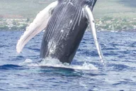 Maalaea Whale Watching Catamaran Cruise with Drinks thumbnail 1