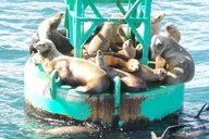 California Whale Watching and Fishing Excursion thumbnail 6