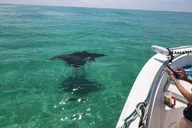 Destin Dolphin Cruise Private Morning 2 hr thumbnail 3