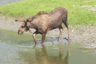 Anchorage City Tour and Portage Cruise thumbnail 2