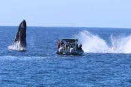 Kona Whale Watching Tour Midday 2 hr thumbnail 2