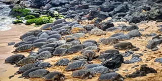 Maui Road to Hana Tour with Pickup and Lunch