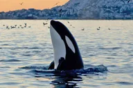 Hoonah Whale Watching Tour thumbnail 4