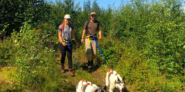 Fairbanks Husky Hiking Tour - Image 3