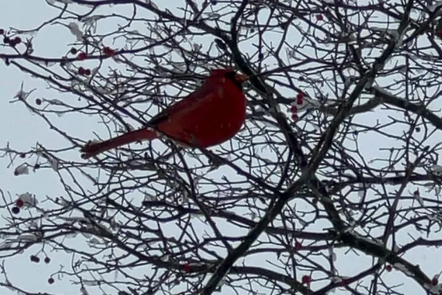 New York City Birdwatching Tour - Image 2
