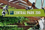 New York Central Park Zoo and Manhattan Walking Tour thumbnail 2