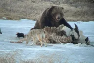 Yellowstone Winter Wildlife Safari thumbnail 5