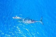 Maui Snorkel Charter to Coral Gardens or Molokini 3 hr thumbnail 4