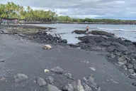 Hilo Shore Excursion: Hamakua Coast Tour thumbnail 5
