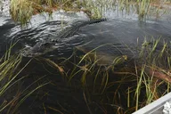 Florida Everglades Night Airboat Ride thumbnail 5