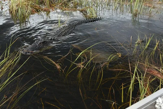 Florida Everglades Night Airboat Ride - Image 5