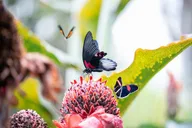 Houston Museum of Natural Science and Cockrell Butterfly Center thumbnail 2