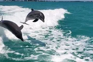 Clearwater Beach Dolphin Excursion 1.5 hr thumbnail 3