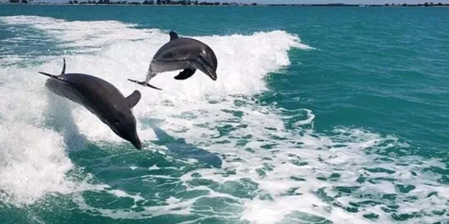 Clearwater Beach Dolphin Excursion 1.5 hr - Image 3