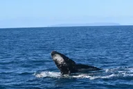 Kauai Whale Watching Adventure thumbnail 6