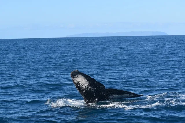 Kauai Whale Watching Adventure - Image 6