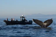 Oceanside Dolphin & Whale Watching Tour 2 hr thumbnail 1