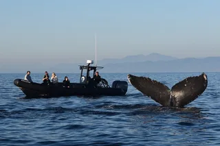Oceanside Dolphin & Whale Watching Tour 2 hr
