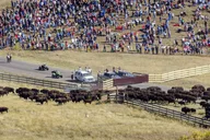 Rapid City Custer State Park Buffalo Roundup Tour thumbnail 4