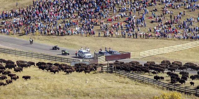 Rapid City Custer State Park Buffalo Roundup Tour - Image 4