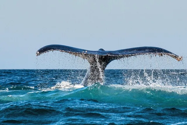 Oahu Whale and Dolphin Watch Boat Cruise 90 Min - Image 2