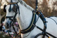 New York City Central Park Horse Carriage Ride thumbnail 6
