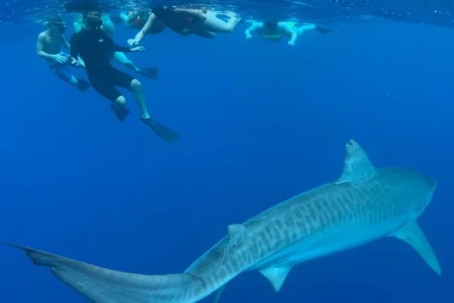 Haleiwa Shark Dive Experience - Image 6