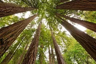 San Francisco Muir Woods and Sausalito Tour thumbnail 4