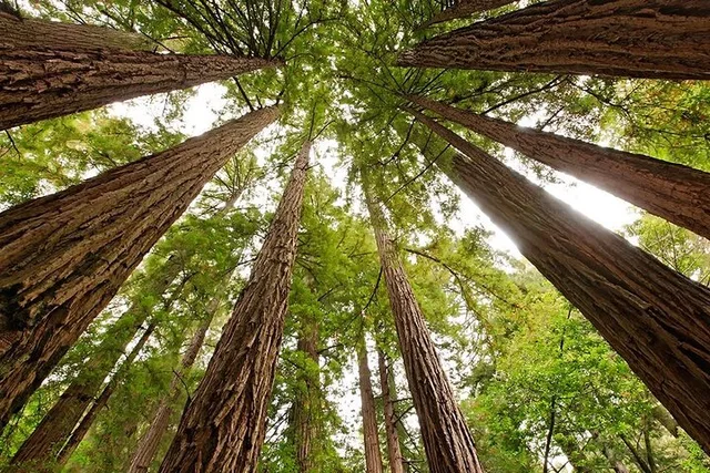 San Francisco Muir Woods and Sausalito Tour - Image 4