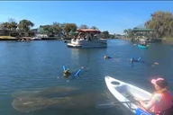 Crystal River Clear Bottom Kayak Tour thumbnail 5