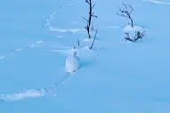 Fairbanks Castner Glacier Ice Cave Adventure thumbnail 3