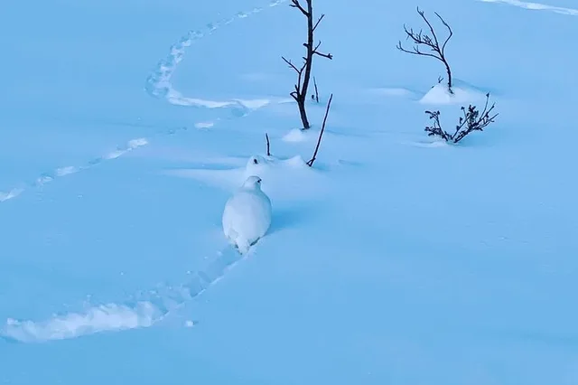 Fairbanks Castner Glacier Ice Cave Adventure - Image 3