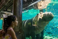 Tampa Busch Gardens Ticket & Multi-Park Options thumbnail 4