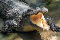 Miami Everglades Tour Half-Day thumbnail 4