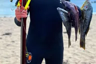 Corona Del Mar Spearfishing Adventure thumbnail 2
