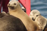 Long Beach Harbor Boat Tour thumbnail 3