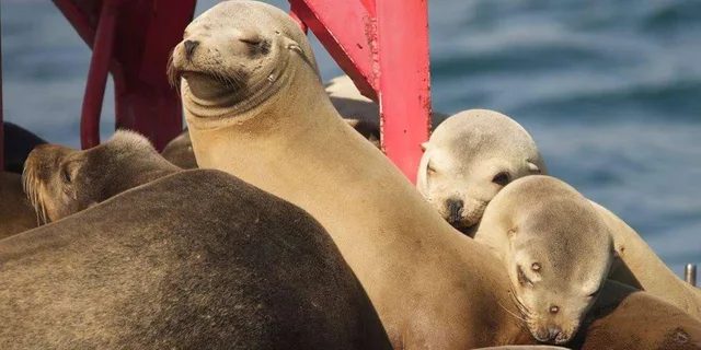 Long Beach Harbor Boat Tour - Image 3