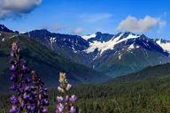 Anchorage Wildlife and Alyeska Tram Tour thumbnail 6